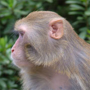 rhesus